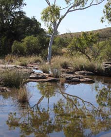 Camel Trail, Millstream-Chichester National Park - Accommodation Newcastle 3