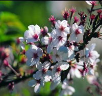 Sakura Avenue - Accommodation Newcastle