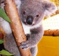 Cooberrie Park Wildlife Sanctuary - Accommodation Newcastle