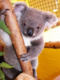 Cooberrie Park Wildlife Sanctuary - Accommodation Newcastle 0