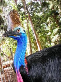 Cooberrie Park Wildlife Sanctuary - Accommodation Newcastle 1