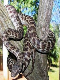 Cooberrie Park Wildlife Sanctuary - Accommodation Newcastle 3