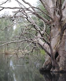 Wonga Wetlands - Accommodation Newcastle 3