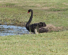 Wonga Wetlands - Accommodation Newcastle 6