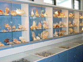 Shell World Yeppoon - Accommodation Newcastle 1