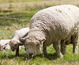 Short Sheep Micro-Winery - Accommodation Newcastle 6