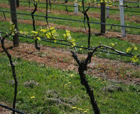 Beechworth Wine Estates - Accommodation Newcastle 2