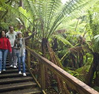 Otway Fly Treetop Adventures - Accommodation Newcastle