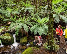 Baw Baw National Park - Accommodation Newcastle 0
