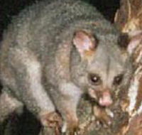 Moondarra State Park - Accommodation Newcastle