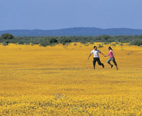 Wildflowers Of The Mid West - Accommodation Newcastle 0