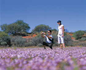 Wildflowers Of The Mid West - Accommodation Newcastle 1