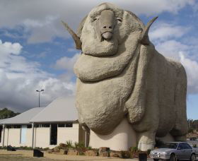 Big Merino - Accommodation Newcastle 0
