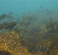 Bunurong Marine and Coastal Park - Accommodation Newcastle