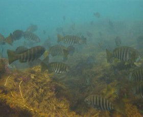 Bunurong Marine And Coastal Park - Accommodation Newcastle 0