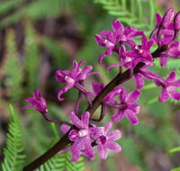 Cassinia walking track - Accommodation Newcastle
