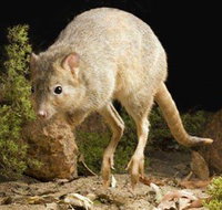Kanyana Wildlife Rehabilitation Centre - Accommodation Newcastle
