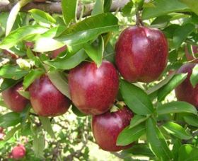 Top 40 Orchard - Accommodation Newcastle 0