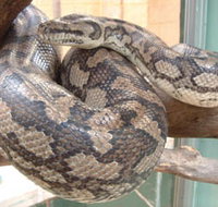 Armadale Reptile Centre - Accommodation Newcastle