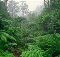 Tarra Bulga National Park - Accommodation Newcastle