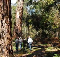Tallaganda National Park - Accommodation Newcastle