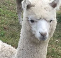 Storybook Alpacas - Accommodation Newcastle