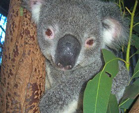 Hunter Valley Zoo - Accommodation Newcastle 0