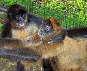 Hunter Valley Zoo - Accommodation Newcastle 5