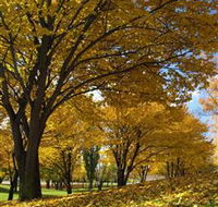 Centennial Park at Cooma - Accommodation Newcastle