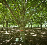 Sassafras Nuts - Accommodation Newcastle