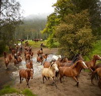 Glenworth Valley Horse Riding - Accommodation Newcastle