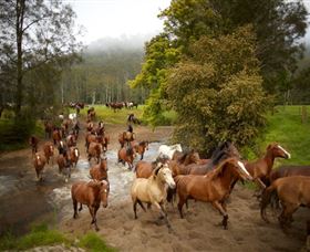 Glenworth Valley Horse Riding - Accommodation Newcastle 0