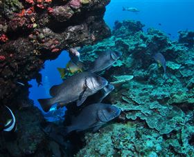 Maori Wrasse Bommie Dive Site - Accommodation Newcastle 1