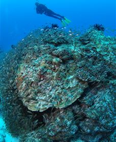 Maori Wrasse Bommie Dive Site - Accommodation Newcastle 2