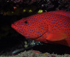 Maori Wrasse Bommie Dive Site - Accommodation Newcastle 0