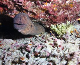 Anchor Bommie Dive Site - Accommodation Newcastle 1