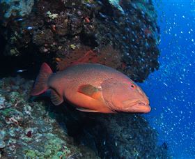 Anchor Bommie Dive Site - Accommodation Newcastle 0
