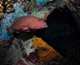 Severance Shipwreck Dive Site - Accommodation Newcastle 1