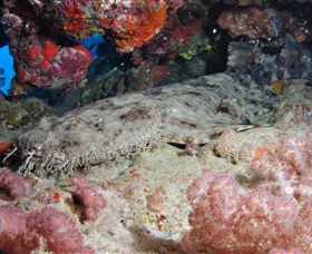 Lighthouse Bommies Dive Site - Accommodation Newcastle 0