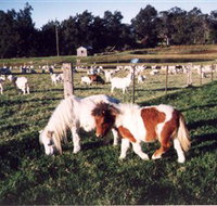 Trudgalong Farm - Accommodation Newcastle