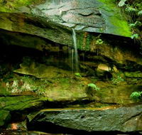 Strickland State Forest - Accommodation Newcastle