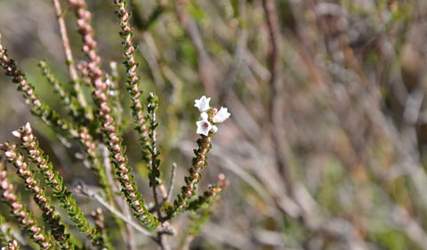 Cambewarra Range Nature Reserve - Accommodation Newcastle 2