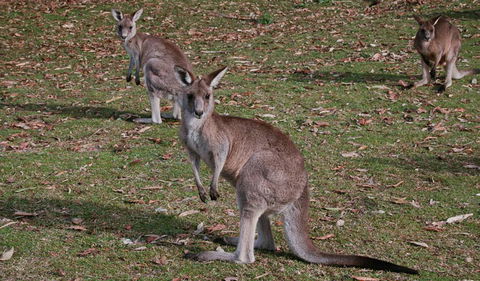 Lake Macquarie State Conservation Area - Accommodation Newcastle 1