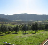 Hastings Valley Olives - Accommodation Newcastle