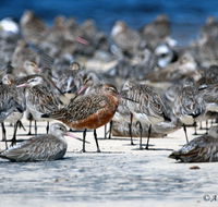 Cooloola Nature - Accommodation Newcastle