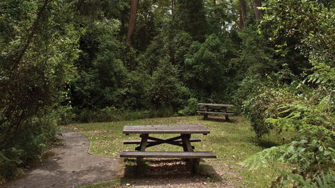 Nymboi-Binderay National Park - Accommodation Newcastle 3