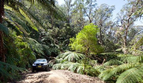 Wadbilliga Road Drive - Accommodation Newcastle 3