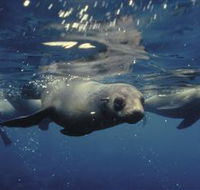 Wilsons Promontory Marine National Park - Accommodation Newcastle