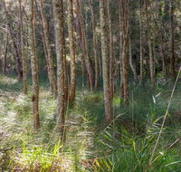 Anabranch loop track - Accommodation Newcastle