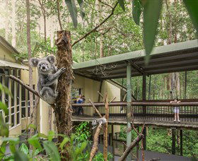 Daisy Hill Koala Centre - Accommodation Newcastle 0